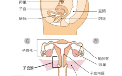 子宫颈的位置及作用,女性子宫在哪里位置比较好