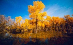 新疆最大的胡杨林保护区在哪里,新疆胡杨林在哪里?
