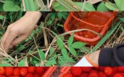 有什么事是你去了柬埔寨才知道的,义乌哪里摘草莓比较好