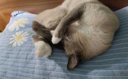 猫咪在不同的地方睡觉代表什么意思,小猫睡哪里不会着凉