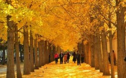 有人说北京的秋天就是天堂，你觉得北京秋天哪里最美,秋天的北京哪里好玩一点
