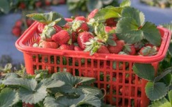 现在我们农村有好多草莓采摘园，会有好的收益吗,哪里摘草莓最近