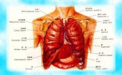 肺部于身体哪个部位,人的肺在哪里位置图片大全