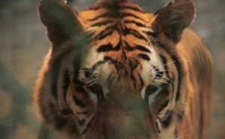为什么有些旅游景点的老虎可以让人抚摸不会攻击人，例如泰国的清迈虎园,想摸老虎的头