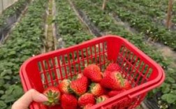 冬天可以去河南的哪里摘草莓,草莓到哪里去了