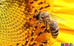 为什么在野外我们能看到蜜蜂但是却不知道它们住哪里,蜜蜂住在哪里一年级