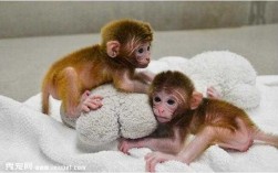 在中国哪里能买宠物猴子,哪里有猴子卖多少钱一只