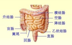 大肠到底在人身体的那个部位,大肠在哪里位置图