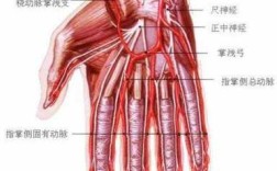 手腕上明显的动脉位置在哪里？越具体越好,手腕大动脉在哪里 多深