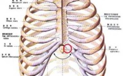 胸骨上窝痛什么原因,胸骨上窝在哪个位置