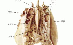 筛骨解剖结构图