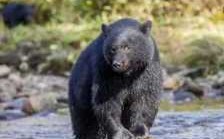 青海黑熊伤人后，四川黑熊又伤人，我国黑熊主要分布在哪里,黑熊哪里有养的