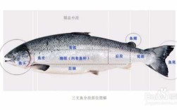 三文鱼产地是哪里国内三文鱼都来自哪里,三文鱼生长在哪里的