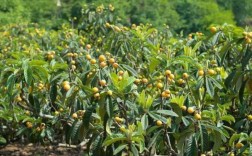 枇杷果树有什么好品种，在衡水种能结果吗,永川哪里可以摘枇杷有电话的