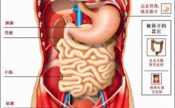 胰腺的相关部位是哪些,人体胰腺的位置在哪里