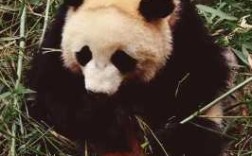 为什么国宝大熊猫在四川，陕西，甘肃都有，但为何唯独四川有大熊猫繁殖基地，大家怎么看,四川哪里有大熊猫看