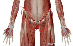 输尿管在大腿内侧吗,大腿内侧是哪里图片