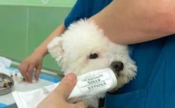打疫苗是在宠物店打好还是去宠物医院打好,狗在哪里打疫苗最安全