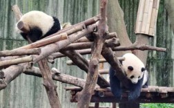 大熊猫生活在什么地方,中国大熊猫哪里有
