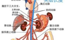 腹主动脉腹壁血栓怎样治疗,腹主动脉在哪里分为左右髂总动脉