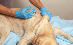 狗狗打疫苗应该在什么位置,给狗狗打针在哪里打针