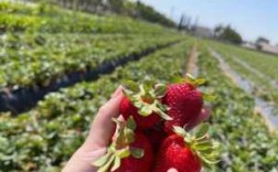 哪有采摘草莓的地方,摘草莓去哪里好?