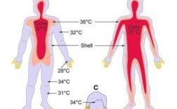 人的动力来自哪里（人体是恒温的，那么人体内源源不断的热量由哪个器官产生，什么原理）