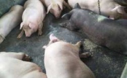 重庆姜家黑猪和涪陵黑猪哪个更适合养殖,黑土猪养殖基地在哪里呢