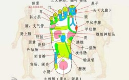 活动脚趾有对脑细胞受损恢复有好处吗,大脚趾的反射区是哪里疼