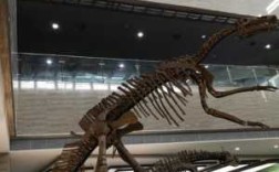 在中国哪里可以看恐龙化石,恐龙化石在哪里发现的最多