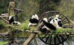 熊猫在哪里（熊猫在哪里居住）