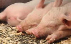 猪为什么吃了就喜欢睡觉,睡猪哪里多跑跑车网