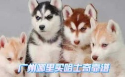广州哪里买狗比较好,广州哪里有卖宠物狗的市场