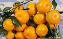哪里橘子最好吃（哪里橘子最好吃?）