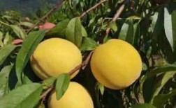请问怀化地区7月初哪里有黄桃供应,怀化黄桃哪里最好吃