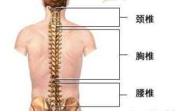 腰椎T10 L1位置,第一腰椎在哪里简单找法