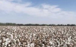 中国国内除了新疆棉花，还有哪里的棉花较好？较优质,棉花哪里好国外