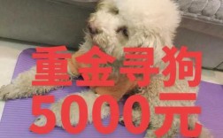 上海哪里有狗市（上海有专门卖宠物狗的狗市吗?在哪里）