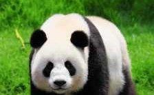 国宝大熊猫生活在哪里