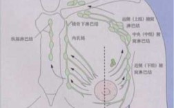 乳腺癌转移到锁骨和腋下的区别,锁骨淋巴在哪里图片