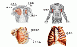 身体上的五大块肌肉分别是什么,胸大肌在哪里?