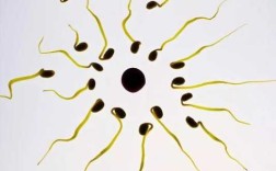 精子为什么会主动寻找卵子？方向性由谁决定？动力源又是什么,