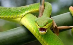莽山烙铁头号称世界上最贵的毒蛇，究竟是为什么一条价值上百万,小青龙哪里人喜欢吃