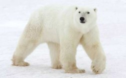 北极熊生活在哪里