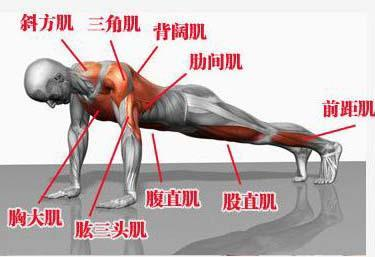 俯卧撑锻炼哪里的肌肉-图2