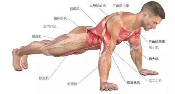 俯卧撑锻炼哪里的肌肉-图1