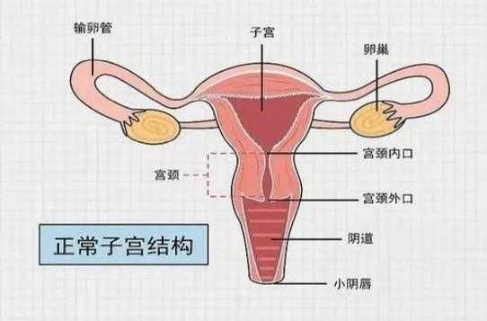 子宫在哪里「子宫在哪里位置图怀孕」-图3