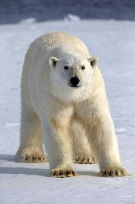 北极熊生活在哪里-图2