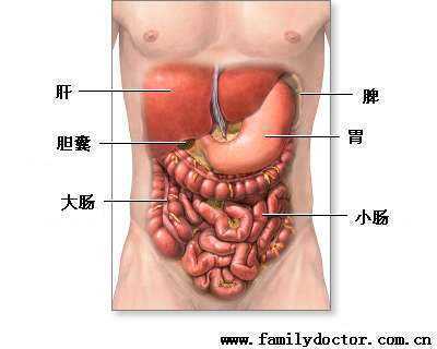 肝脏在哪里左边右边-图3