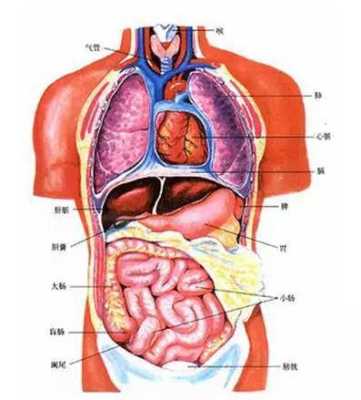 肝脏在哪里左边右边-图1